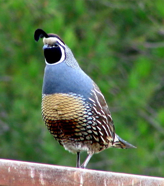 BREEDING DIRECTORY - QUAIL